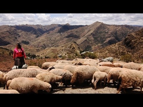 Como ser una pastora andina
