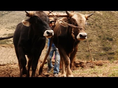 Como manejar el arado tirado por toros